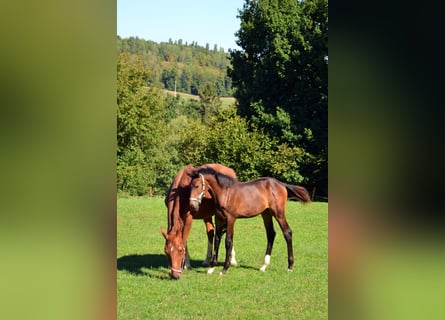 Baden Württemberger, Merrie, Veulen (05/2026), Bruin
