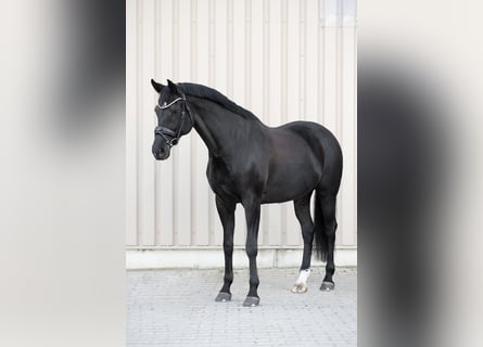 Baden Württemberger, Stute, 12 Jahre, 174 cm, Rappe