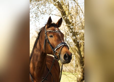 Baden Württemberger, Stute, 18 Jahre, Brauner