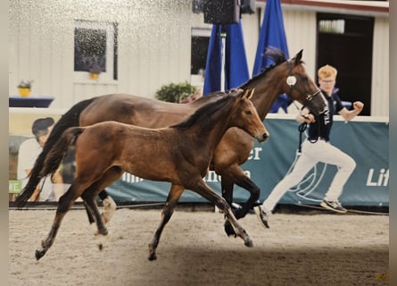 Baden Württemberger, Stute, 1 Jahr, Brauner