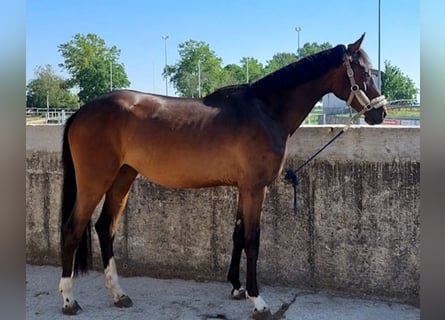 Baden Württemberger, Stute, 3 Jahre, 168 cm