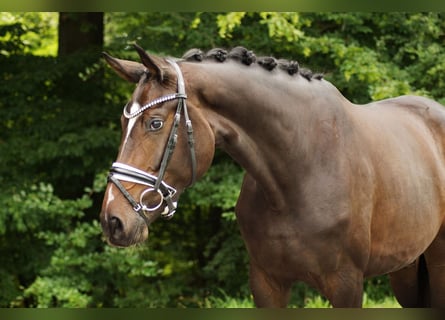 Baden Württemberger, Stute, 3 Jahre, 169 cm, Dunkelbrauner