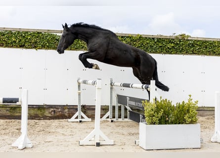 Baden Württemberger, Stute, 3 Jahre, 170 cm, Schwarzbrauner