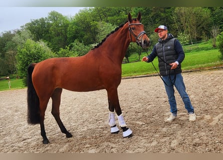 Baden Württemberger, Stute, 3 Jahre, 172 cm, Brauner