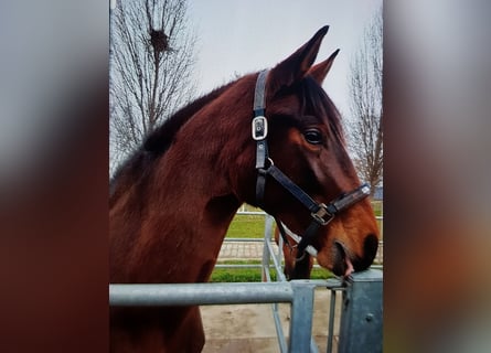 Baden Württemberger, Stute, 3 Jahre, 172 cm, Dunkelbrauner