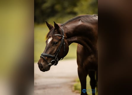 Baden Württemberger, Stute, 4 Jahre, 167 cm, Schwarzbrauner