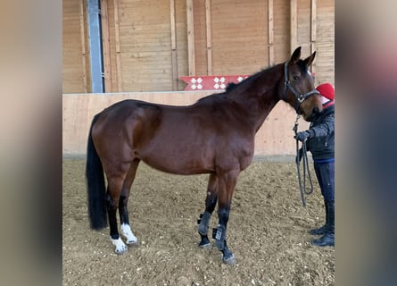 Baden Württemberger, Stute, 5 Jahre, 161 cm, Brauner