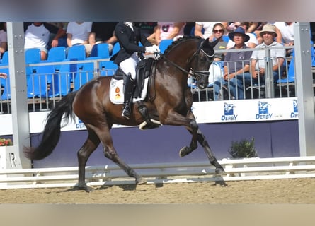 Baden Württemberger, Stute, 5 Jahre, 165 cm, Rappe