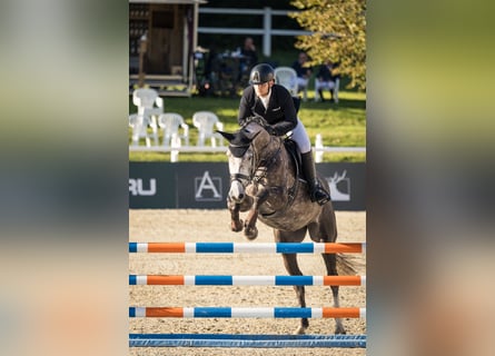 Baden Württemberger, Stute, 5 Jahre, 170 cm, Apfelschimmel