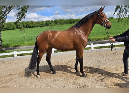 Baden Württemberger, Stute, 6 Jahre, 173 cm, Brauner