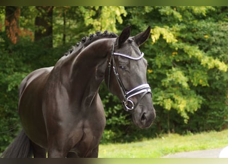 Baden Württemberger, Stute, 6 Jahre, 179 cm, Rappe