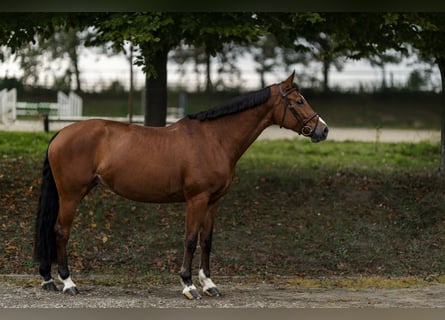 Baden Württemberger, Stute, 7 Jahre, 168 cm, Brauner