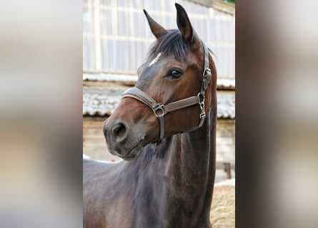 Baden Württemberger, Stute, 8 Jahre, 168 cm, Dunkelbrauner