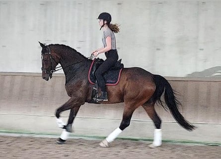 Baden Württemberger, Wallach, 11 Jahre, 178 cm, Dunkelbrauner