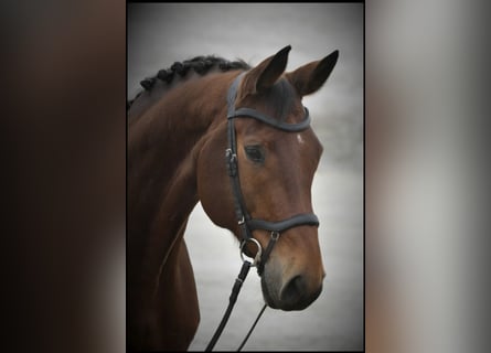 Baden Württemberger, Wallach, 17 Jahre, 173 cm, Brauner