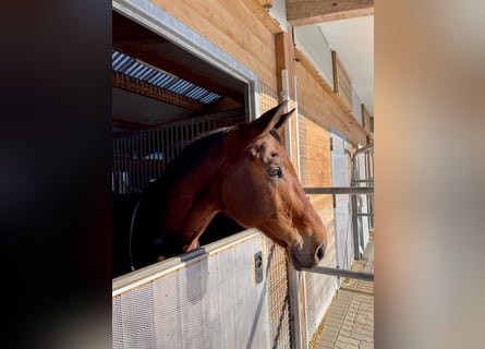 Baden Württemberger, Wallach, 19 Jahre, 172 cm, Brauner