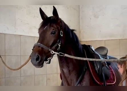 Baden Württemberger, Wallach, 3 Jahre, 172 cm, Brauner