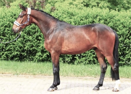 Baden Württemberger, Wallach, 4 Jahre, 170 cm, Brauner