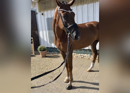 Baden Württemberger, Wallach, 4 Jahre, 170 cm, Dunkelfuchs