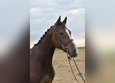 Baden Württemberger, Wallach, 5 Jahre, 165 cm