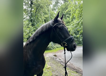 Baden Württemberger, Wallach, 5 Jahre, 165 cm, Rappe