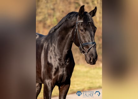 Baden Württemberger, Wallach, 5 Jahre, 184 cm, Rappe