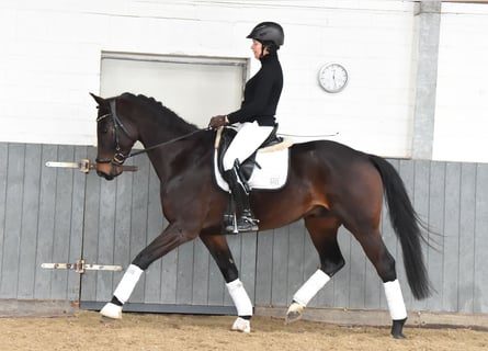 Baden Württemberger, Wallach, 8 Jahre, 167 cm, Dunkelbrauner