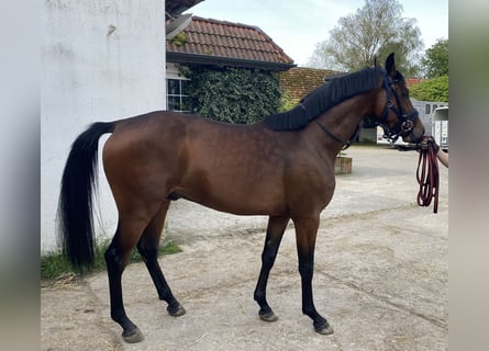 Baden-Wurtemberger, Caballo castrado, 3 años, 161 cm, Castaño