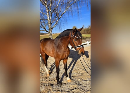 Baden-Wurtemberger, Caballo castrado, 3 años, 167 cm, Castaño