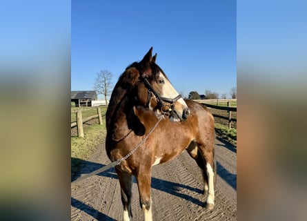 Baden-Wurtemberger, Caballo castrado, 4 años, 145 cm, Castaño