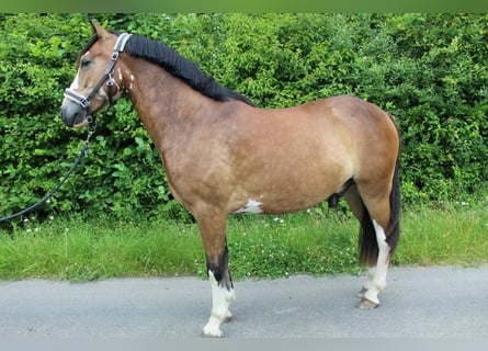 Baden-Wurtemberger, Caballo castrado, 4 años, 145 cm, Castaño