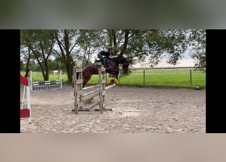 Baden-Wurtemberger, Caballo castrado, 4 años, 165 cm, Castaño