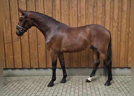 Baden-Wurtemberger, Caballo castrado, 4 años, 167 cm, Castaño