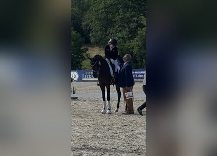 Baden-Wurtemberger, Caballo castrado, 4 años, 167 cm, Castaño oscuro