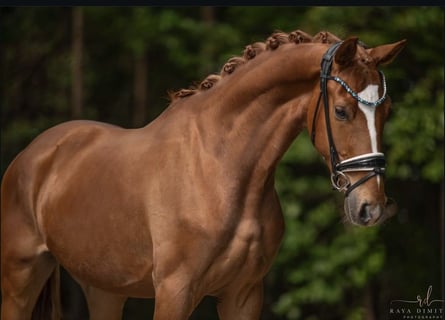 Baden-Wurtemberger, Caballo castrado, 4 años, 169 cm, Alazán