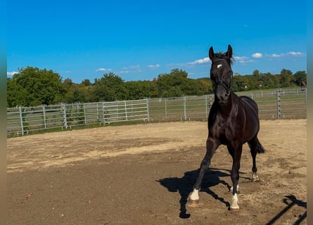 Baden-Wurtemberger, Caballo castrado, 4 años, 170 cm, Negro