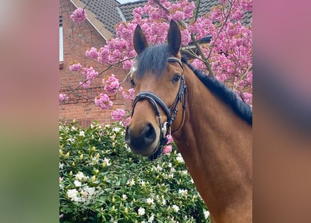 Baden-Wurtemberger, Caballo castrado, 4 años, 175 cm, Castaño