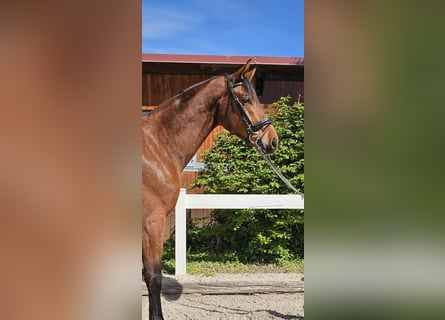 Baden-Wurtemberger, Caballo castrado, 4 años, 178 cm, Castaño