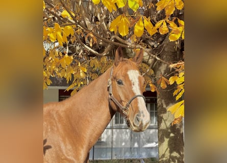 Baden-Wurtemberger, Caballo castrado, 5 años, 164 cm, Alazán