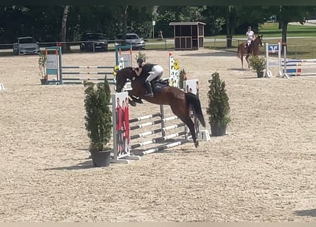 Baden-Wurtemberger, Caballo castrado, 5 años, 168 cm, Castaño oscuro