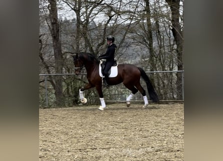 Baden-Wurtemberger, Caballo castrado, 5 años, 173 cm, Castaño