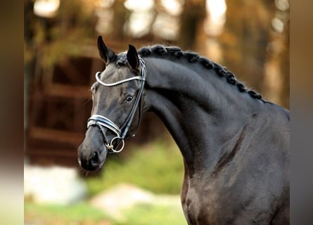 Baden-Wurtemberger, Caballo castrado, 6 años, 175 cm