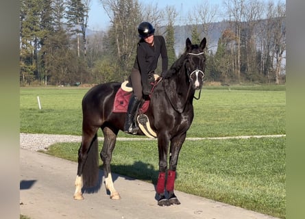 Baden-Wurtemberger, Caballo castrado, 7 años, 173 cm, Negro