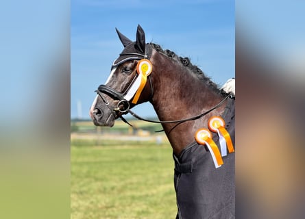 Baden-Wurtemberger, Caballo castrado, 8 años, 172 cm