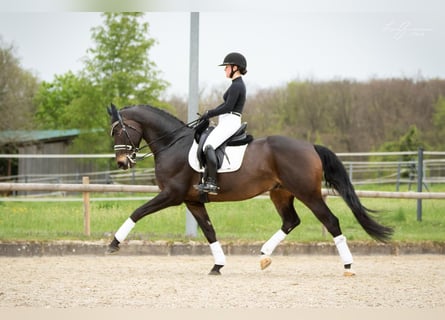 Baden-Wurtemberger, Caballo castrado, 9 años, 171 cm, Castaño oscuro