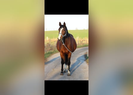 Baden-Wurtemberger, Yegua, 16 años, Castaño