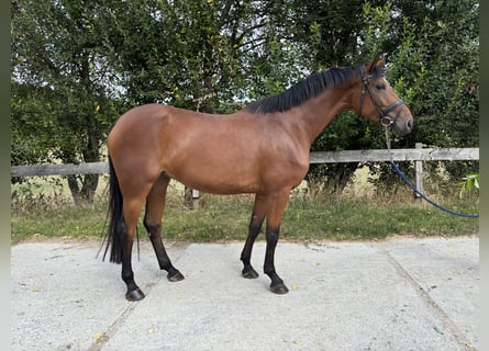 Baden-Wurtemberger, Yegua, 4 años, 165 cm, Castaño