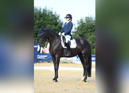 Baden-Wurtemberger, Yegua, 5 años, 167 cm, Negro