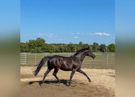 Baden-Wurtemberger, Yegua, 6 años, 163 cm, Negro