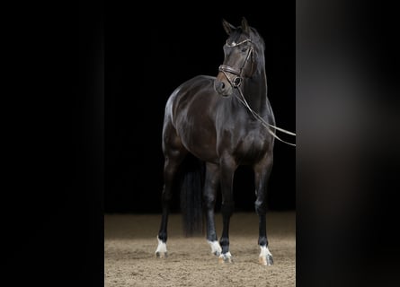 Baden-Wurtemberger, Yegua, 8 años, 173 cm, Castaño oscuro